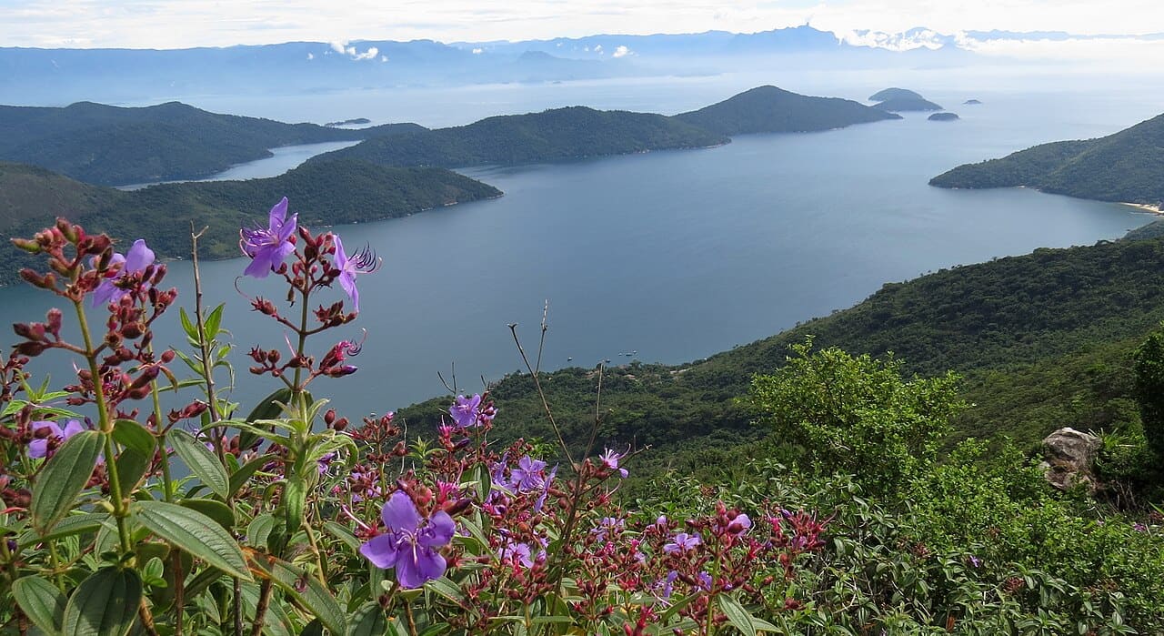 Saco do Mamanguá visto do alto da trilha do Pão de Açúcar, com quaresmeiras floridas em primeiro plano