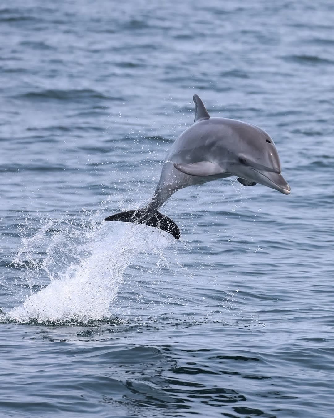 Golfinho saltando fora da água com o mar cinza ao fundo