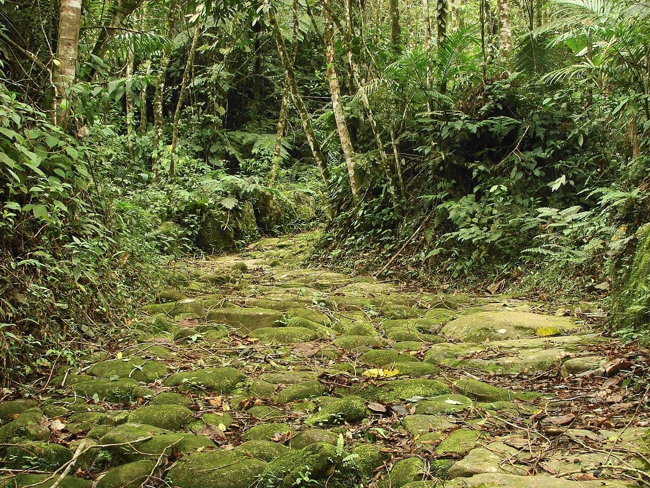 Calçamento de pedras do século XVIII do Caminho do Ouro, cercado de Mata Atlântica
