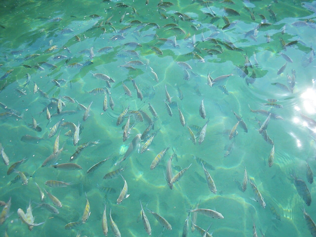 Cardume de peixes em água esverdeada e transparente na Lagoa Verde